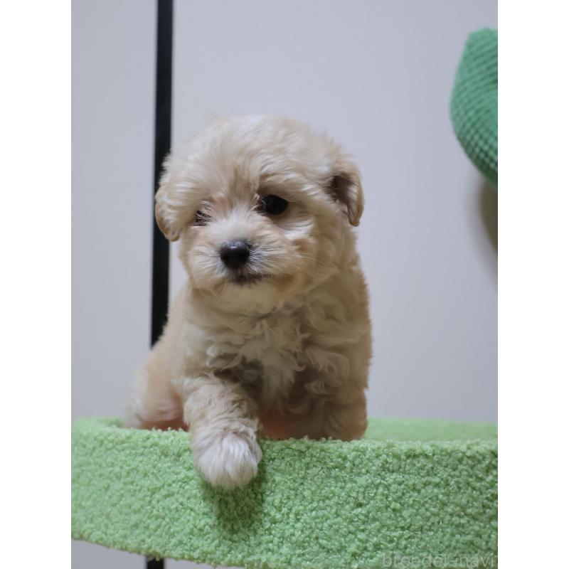 販売中の埼玉県のポメプー:ポメラニアン×トイプードル-446499の1枚目