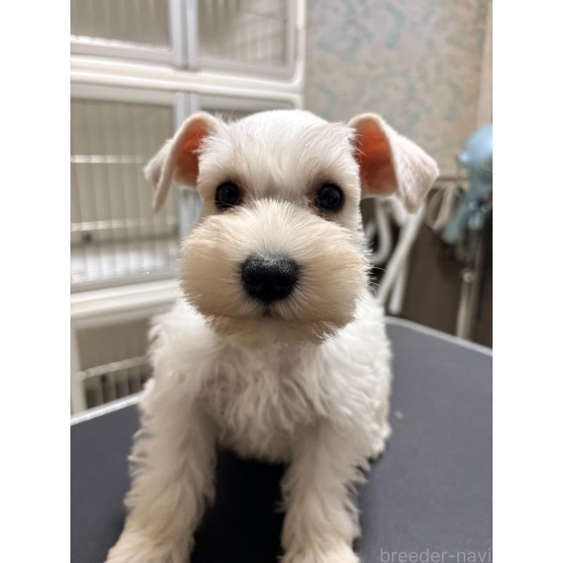 販売中の千葉県のミニチュアシュナウザー-446502の3枚目