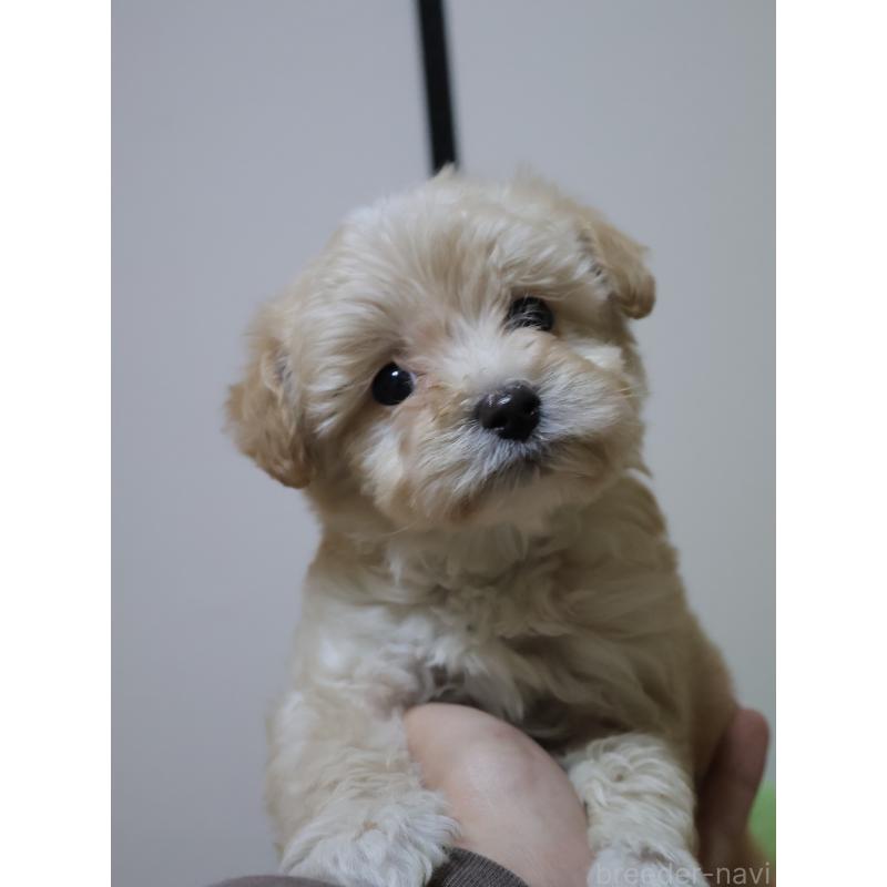 販売中の埼玉県のポメプー:ポメラニアン×トイプードル-446499の4枚目