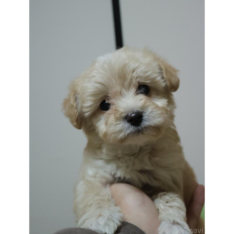 販売中の埼玉県のポメプー:ポメラニアン×トイプードル-446499の3枚目