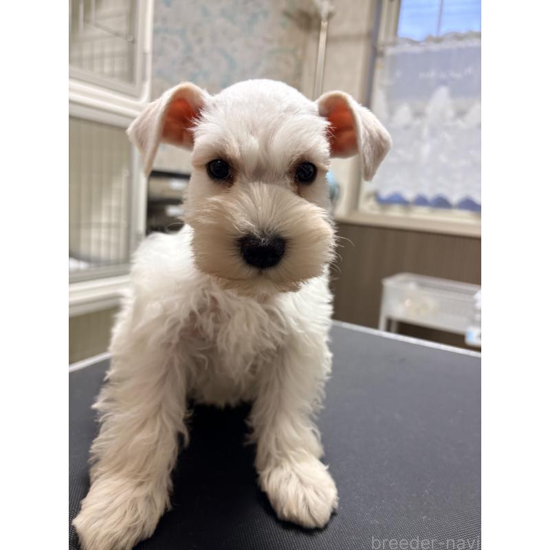 販売中の千葉県のミニチュアシュナウザー-446502の2枚目