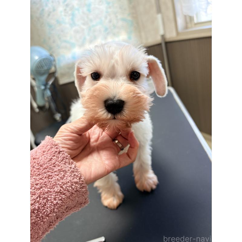 販売中の千葉県のミニチュアシュナウザー-446504の6枚目