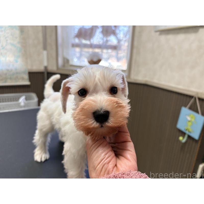 販売中の千葉県のミニチュアシュナウザー-446504の5枚目