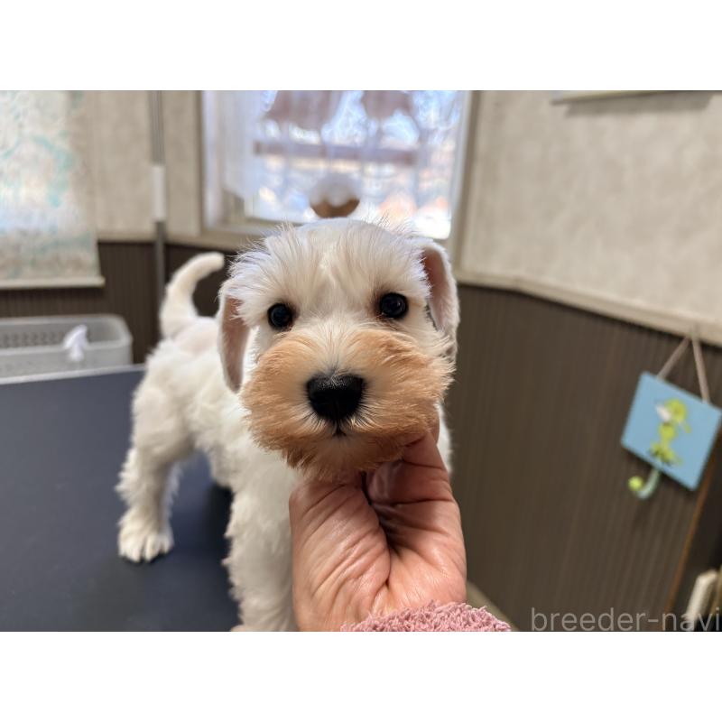 販売中の千葉県のミニチュアシュナウザー-446504の4枚目