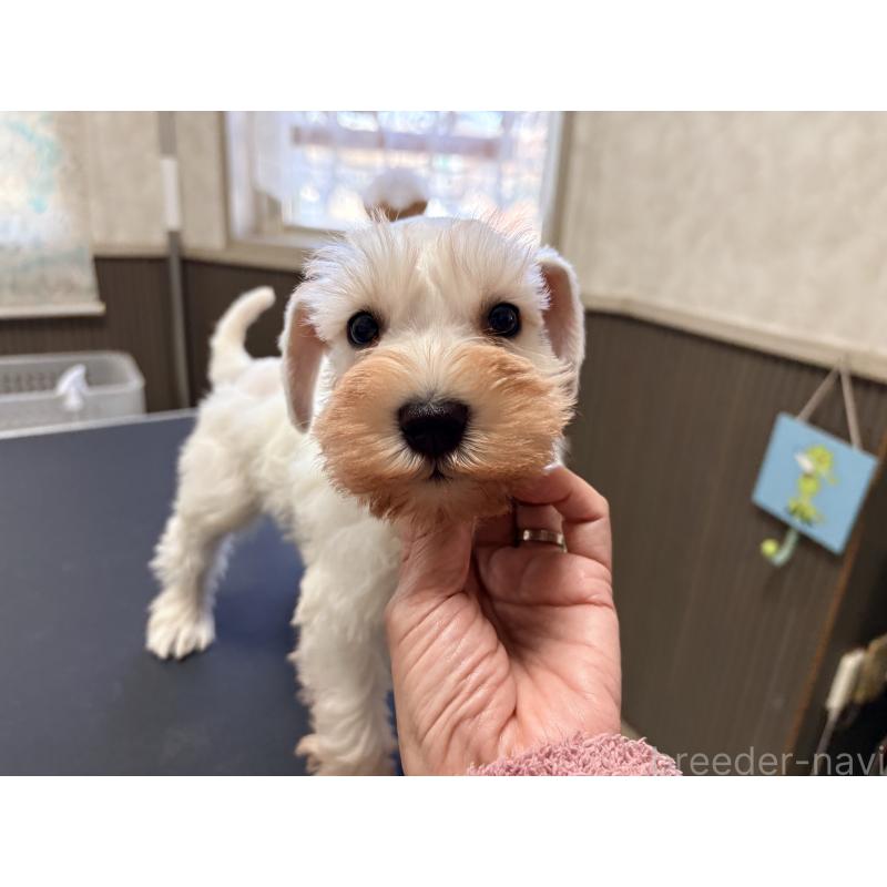 販売中の千葉県のミニチュアシュナウザー-446504の3枚目