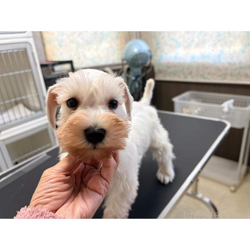 販売中の千葉県のミニチュアシュナウザー-446504の2枚目