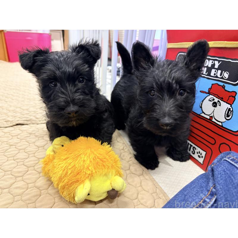 販売中の千葉県のスコティッシュテリア-446505の6枚目