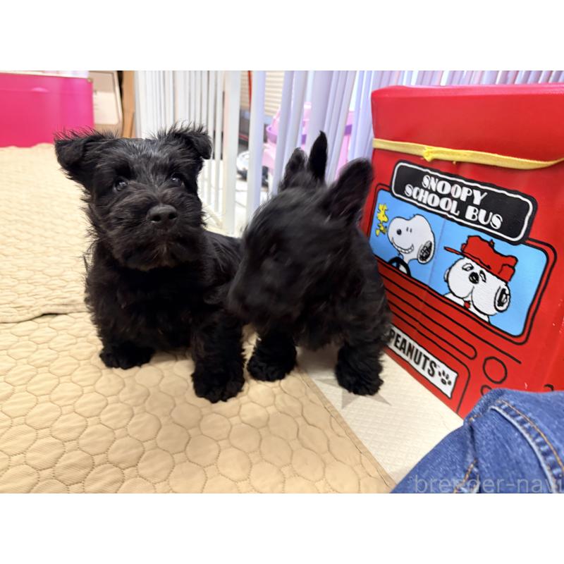 販売中の千葉県のスコティッシュテリア-446505の5枚目