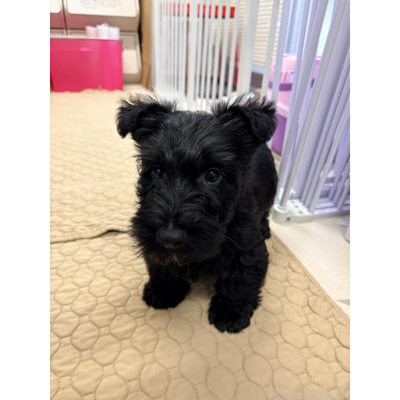 販売中の千葉県のスコティッシュテリア-446505の3枚目