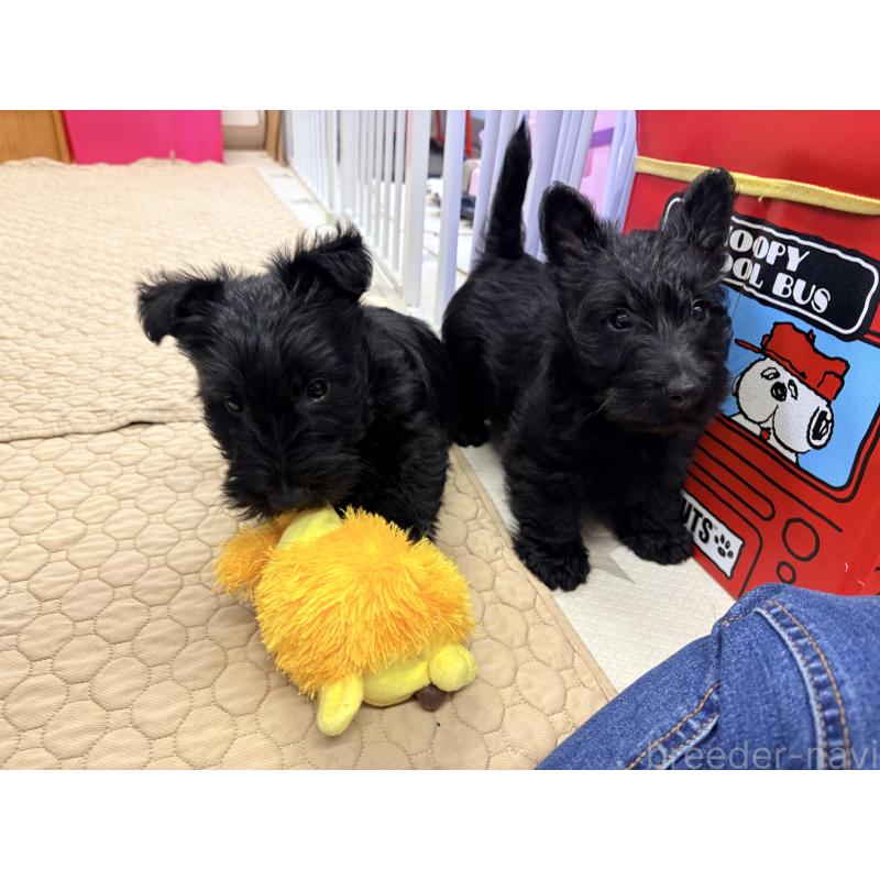 販売中の千葉県のスコティッシュテリア-446507の9枚目