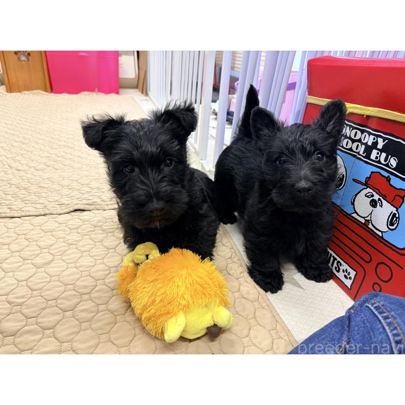 販売中の千葉県のスコティッシュテリア-446507の8枚目