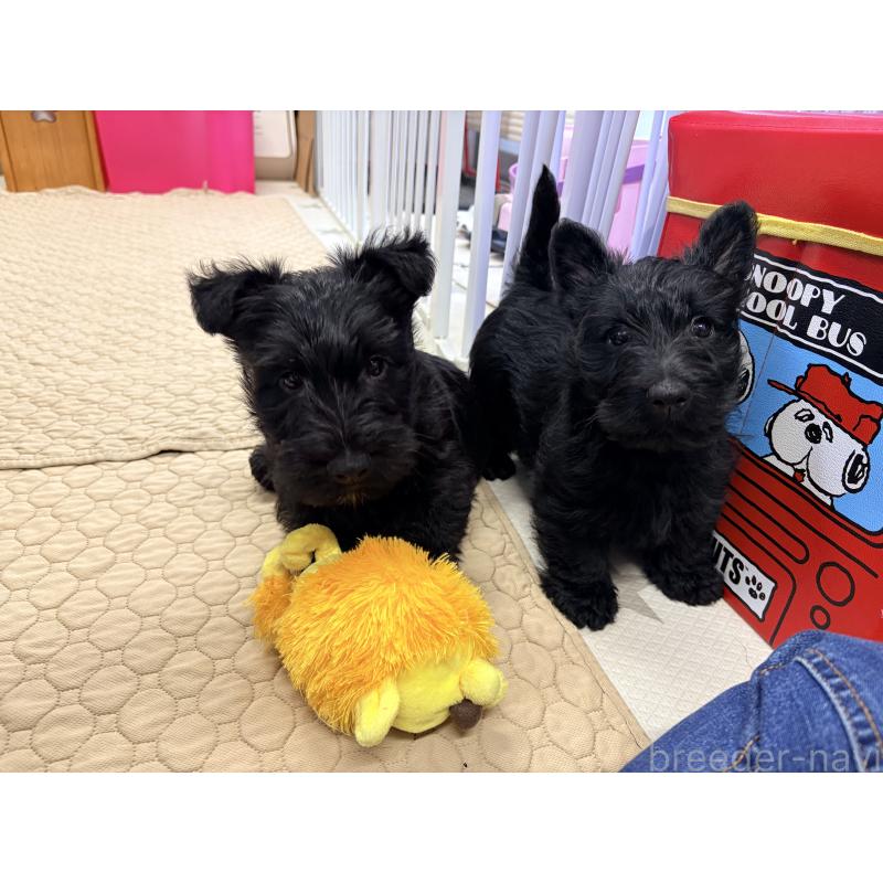 販売中の千葉県のスコティッシュテリア-446507の7枚目