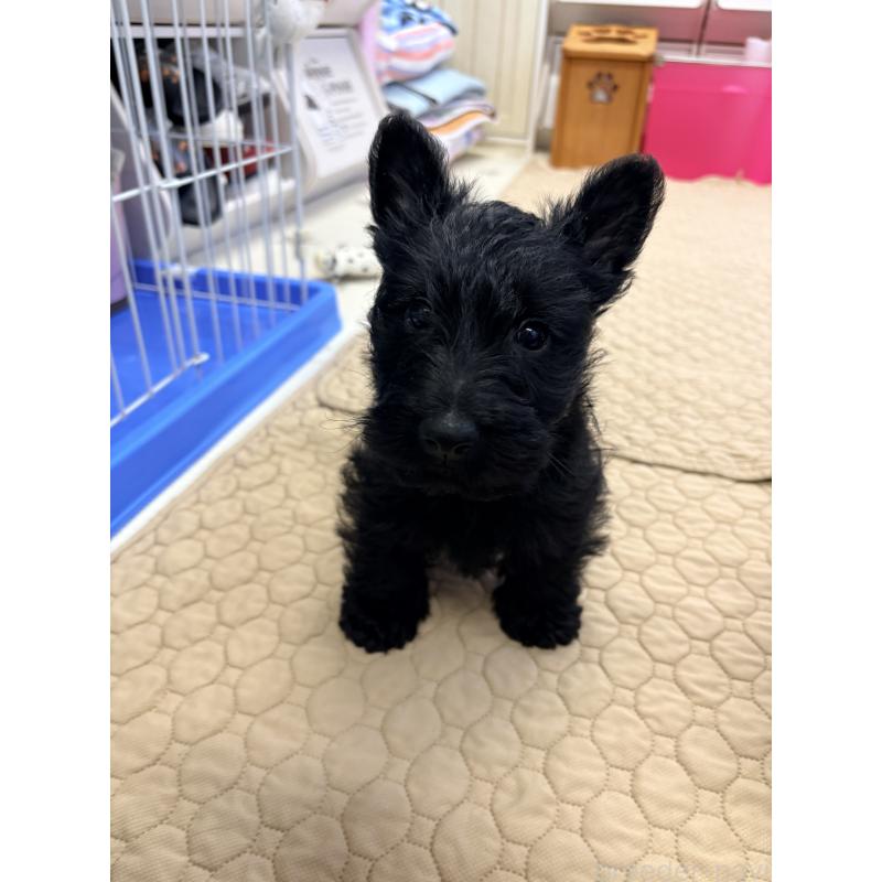 販売中の千葉県のスコティッシュテリア-446507の5枚目