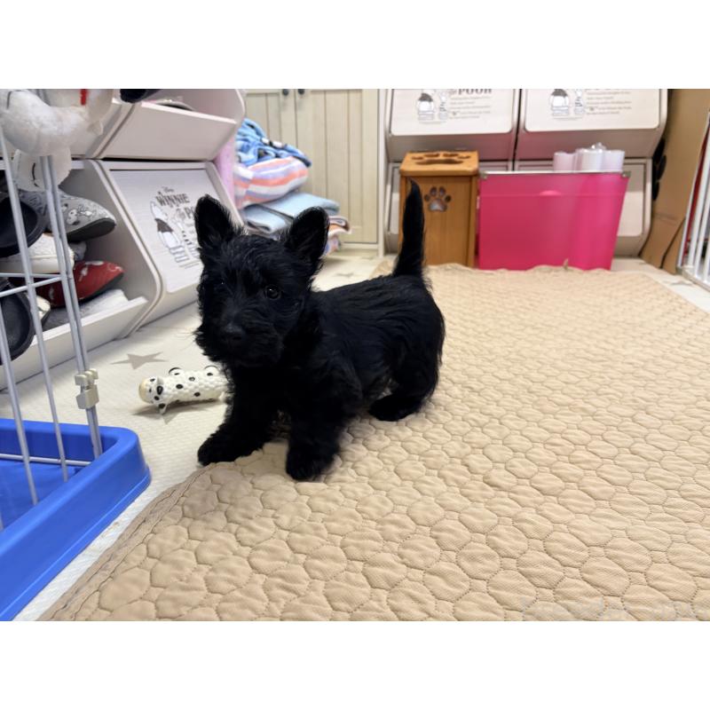 販売中の千葉県のスコティッシュテリア-446507の4枚目