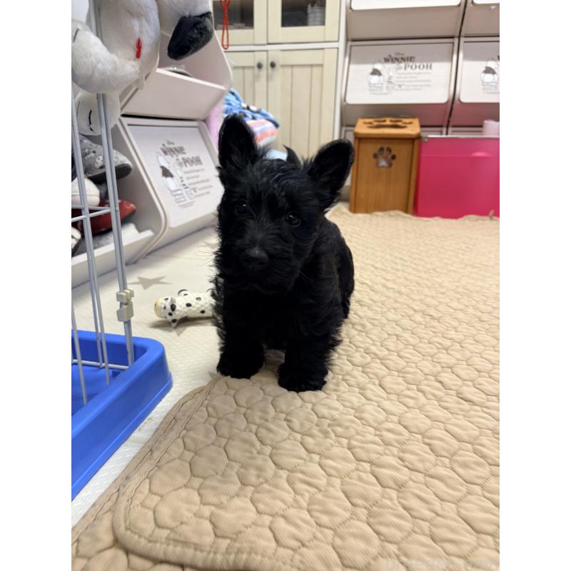 販売中の千葉県のスコティッシュテリア-446507の3枚目