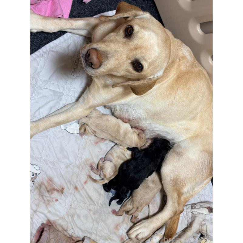 販売中の千葉県のラブラドールレトリーバー-446508の3枚目