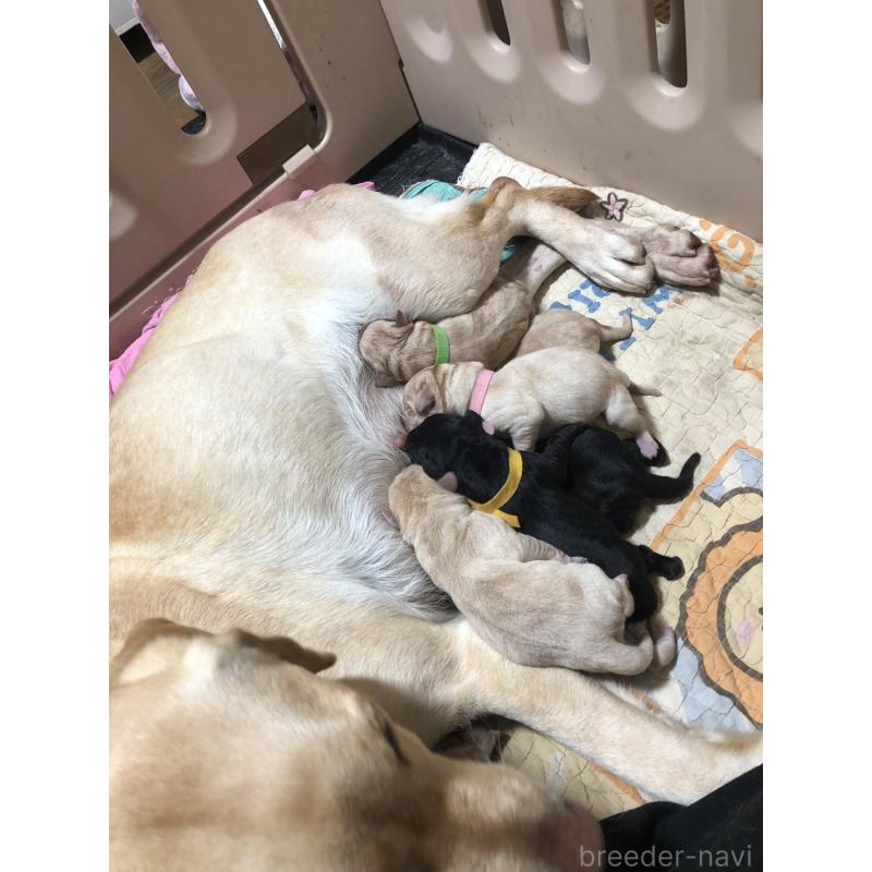 販売中の千葉県のラブラドールレトリーバー-446509の4枚目