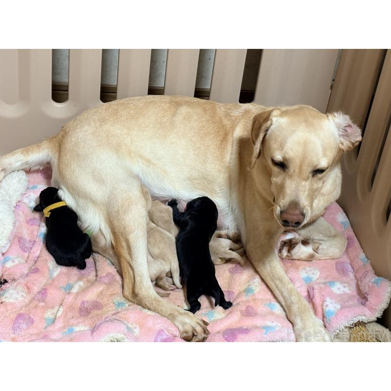 販売中の千葉県のラブラドールレトリーバー-446509の3枚目