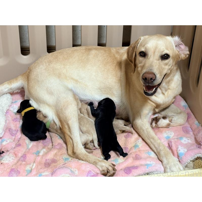 販売中の千葉県のラブラドールレトリーバー-446509の2枚目