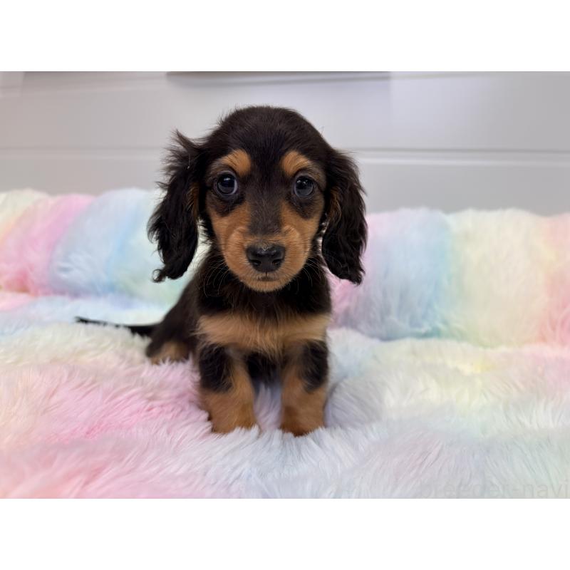 販売中の千葉県のカニンヘンダックスフンド(ロングヘアード)-446511の7枚目