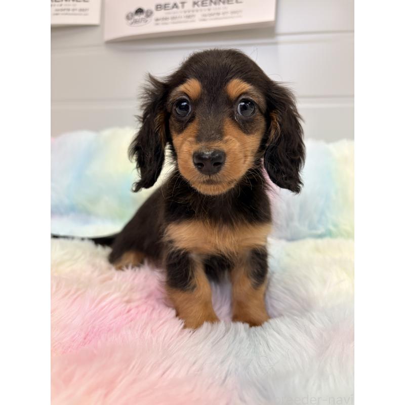 販売中の千葉県のカニンヘンダックスフンド(ロングヘアード)-446511の6枚目