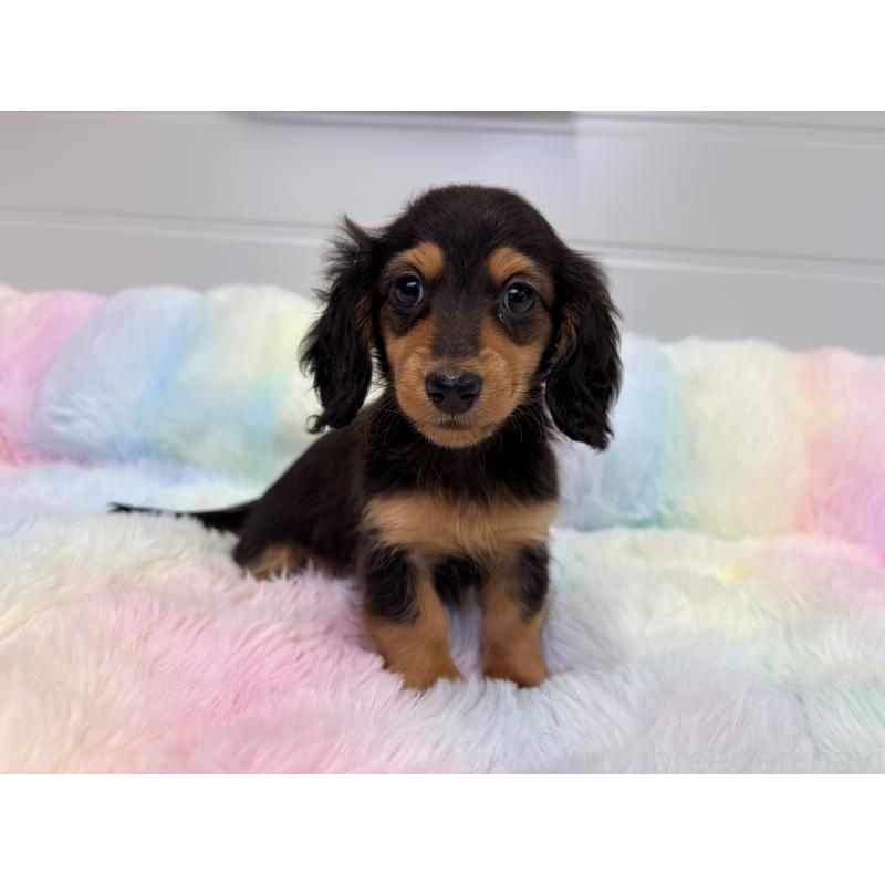 販売中の千葉県のカニンヘンダックスフンド(ロングヘアード)-446511の5枚目