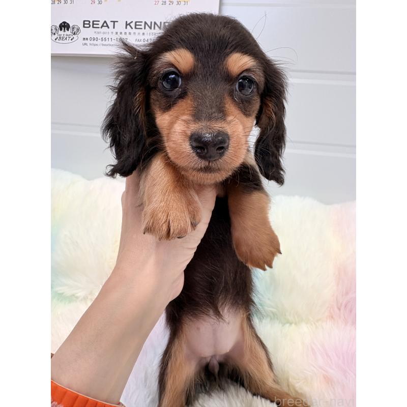 販売中の千葉県のカニンヘンダックスフンド(ロングヘアード)-446511の4枚目