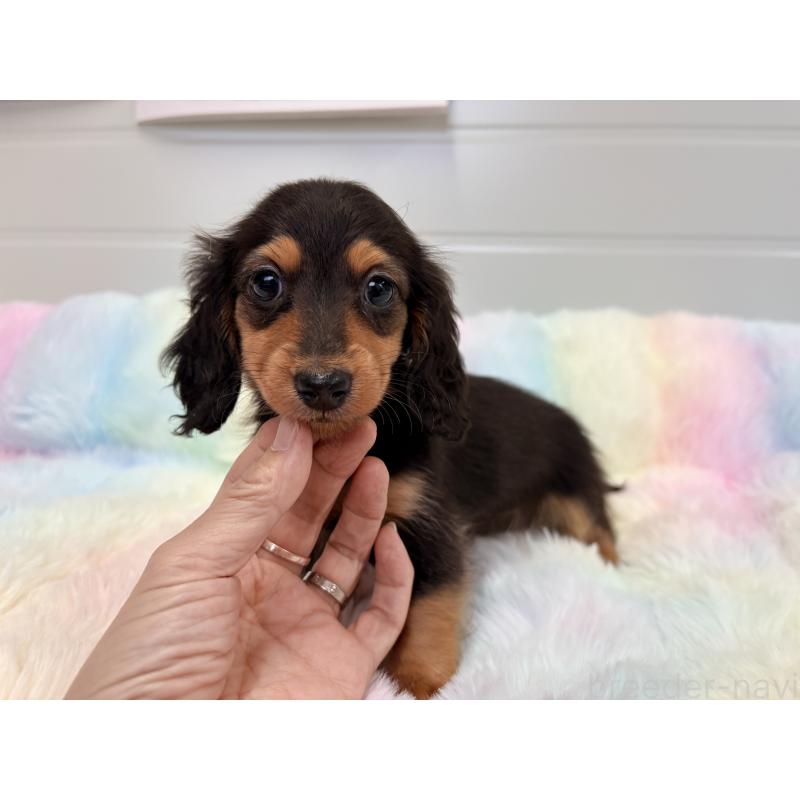 販売中の千葉県のカニンヘンダックスフンド(ロングヘアード)-446511の2枚目