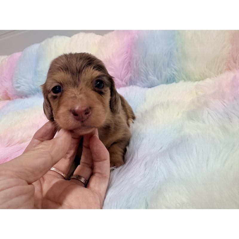 販売中の千葉県のミニチュアダックスフンド(ロングヘアード)-446512の5枚目