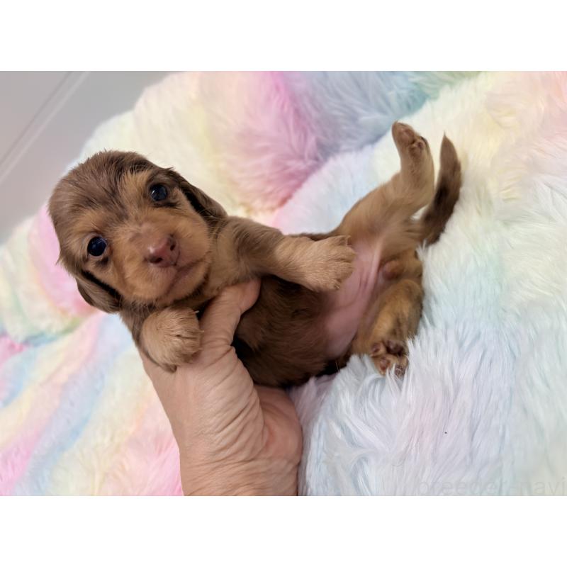 販売中の千葉県のミニチュアダックスフンド(ロングヘアード)-446512の4枚目