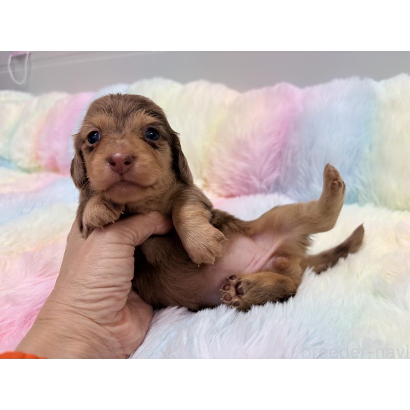 販売中の千葉県のミニチュアダックスフンド(ロングヘアード)-446512の3枚目