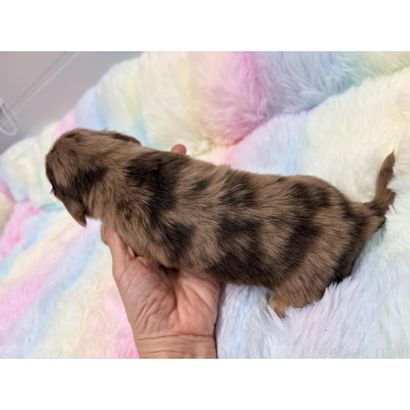 販売中の千葉県のミニチュアダックスフンド(ロングヘアード)-446512の2枚目