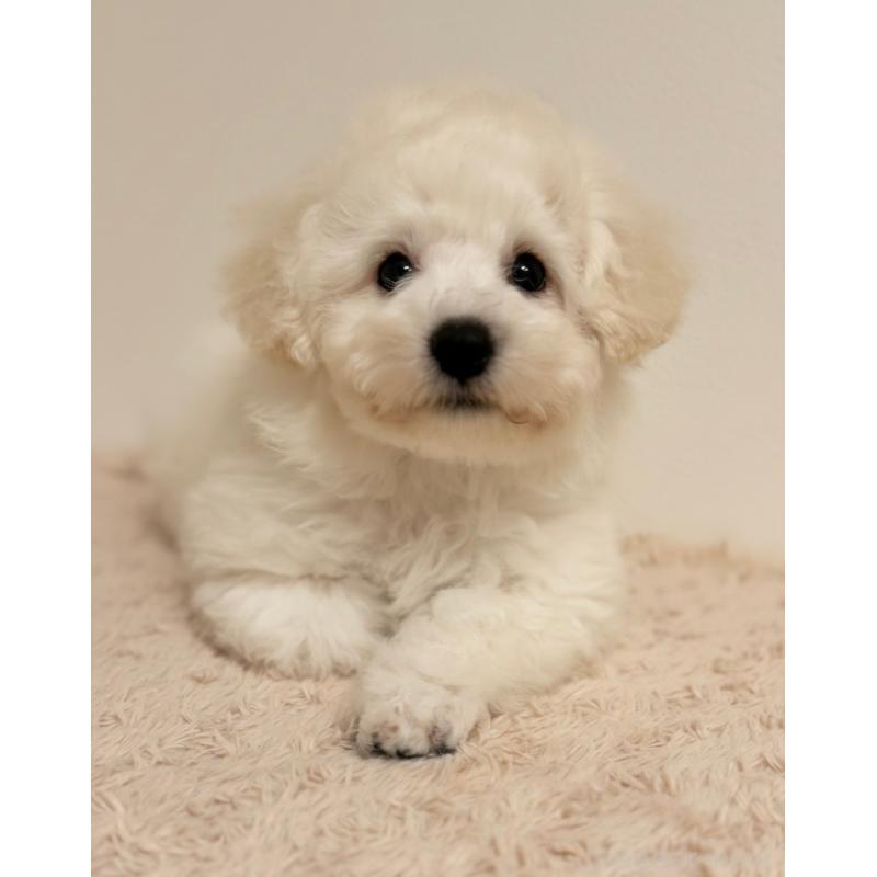 販売中の北海道のビションフリーゼ-446514の4枚目