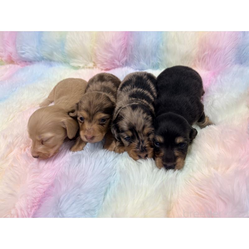 販売中の千葉県のミニチュアダックスフンド(ロングヘアード)-446513の8枚目