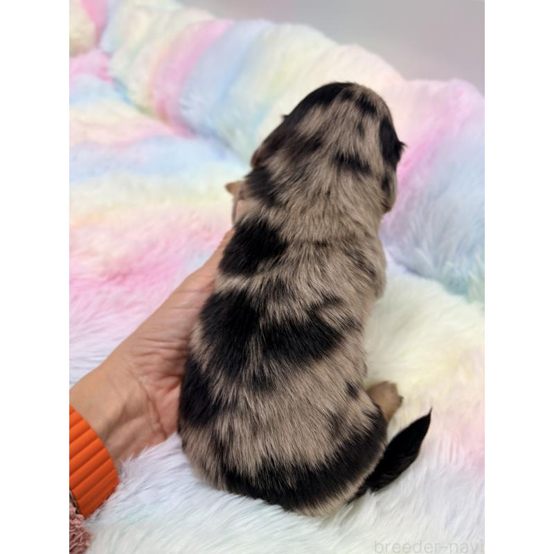 販売中の千葉県のミニチュアダックスフンド(ロングヘアード)-446513の7枚目