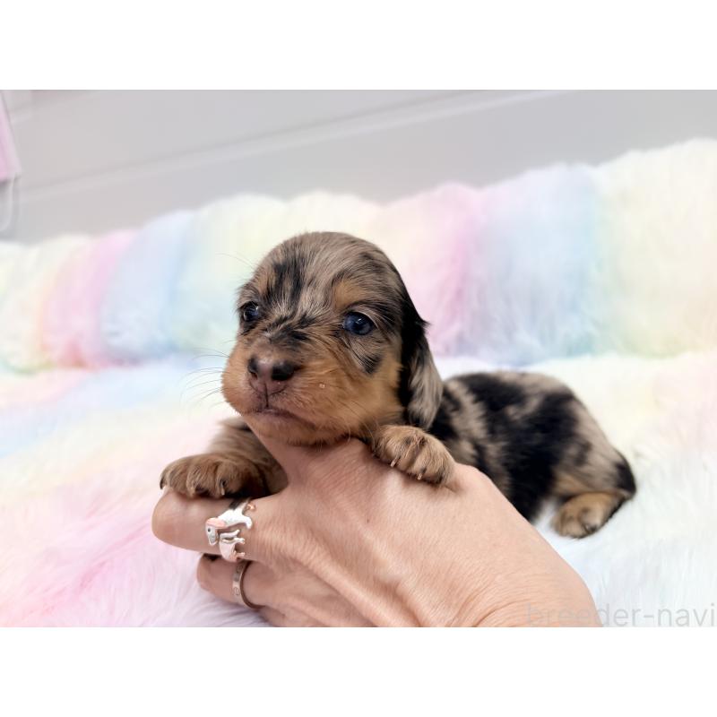 販売中の千葉県のミニチュアダックスフンド(ロングヘアード)-446513の6枚目