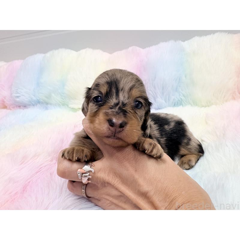 販売中の千葉県のミニチュアダックスフンド(ロングヘアード)-446513の5枚目