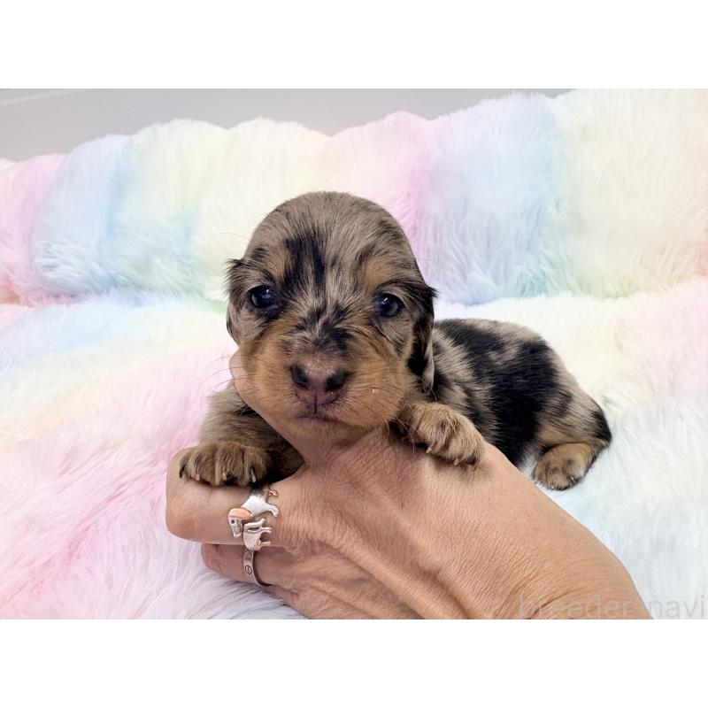 販売中の千葉県のミニチュアダックスフンド(ロングヘアード)-446513の4枚目