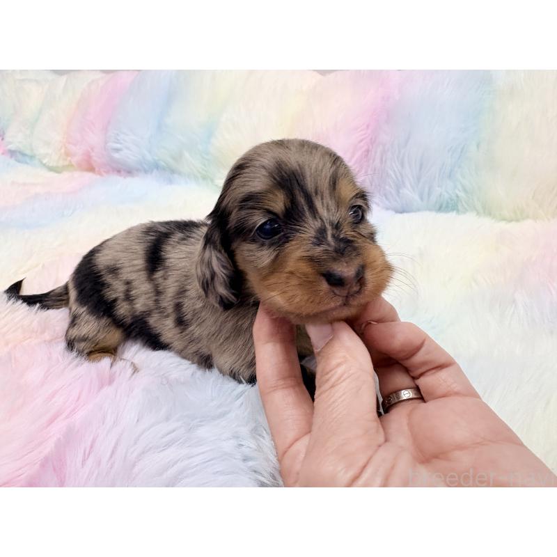 販売中の千葉県のミニチュアダックスフンド(ロングヘアード)-446513の3枚目