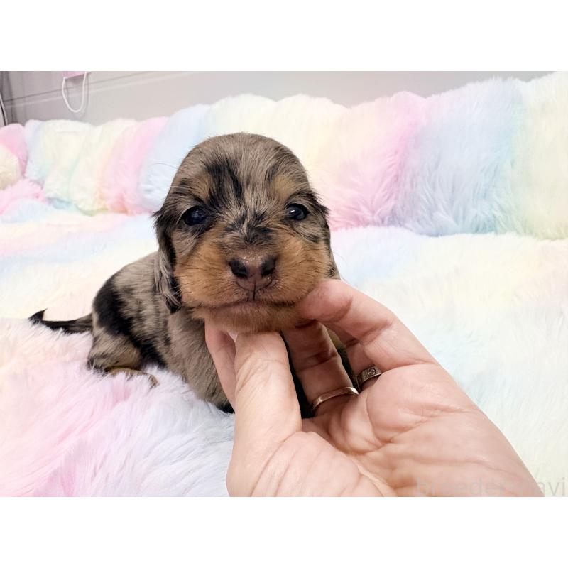 販売中の千葉県のミニチュアダックスフンド(ロングヘアード)-446513の2枚目