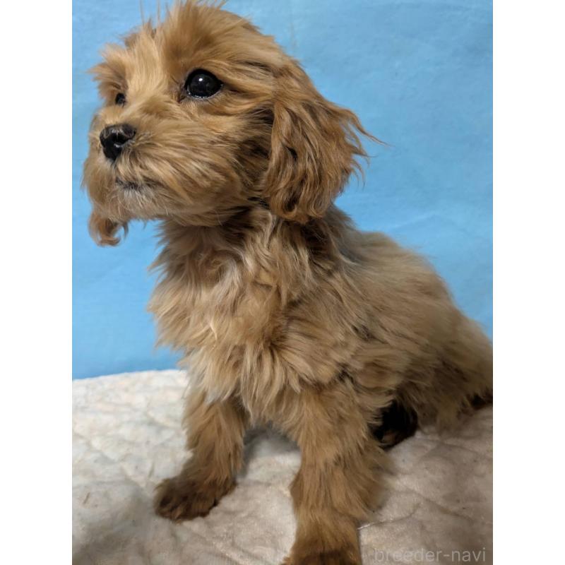 販売中の埼玉県のマルプー:マルチーズ×トイプードル-426890の1枚目