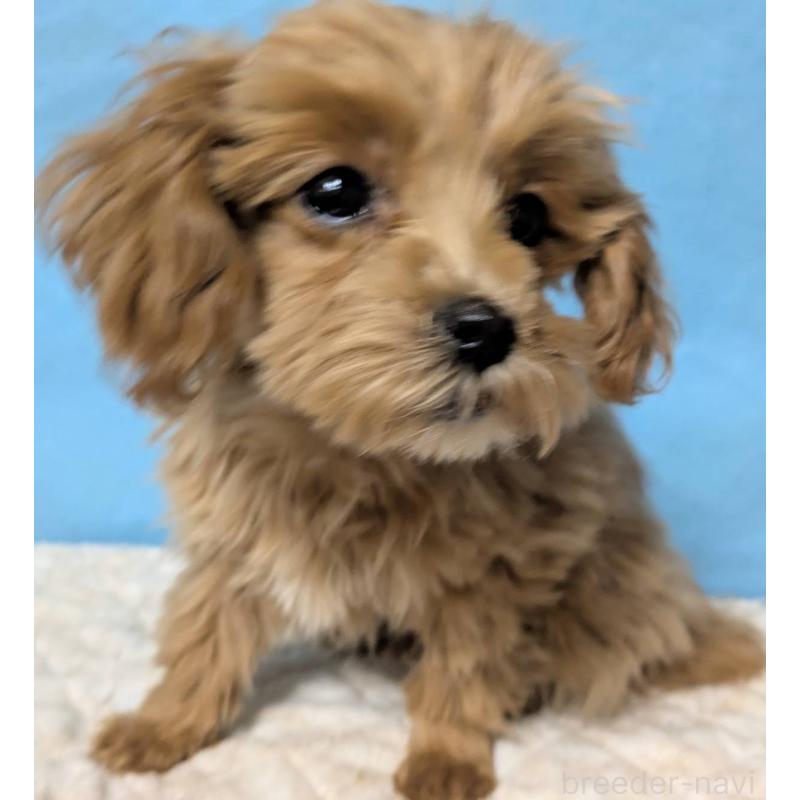 販売中の埼玉県のマルプー:マルチーズ×トイプードル-426890の8枚目