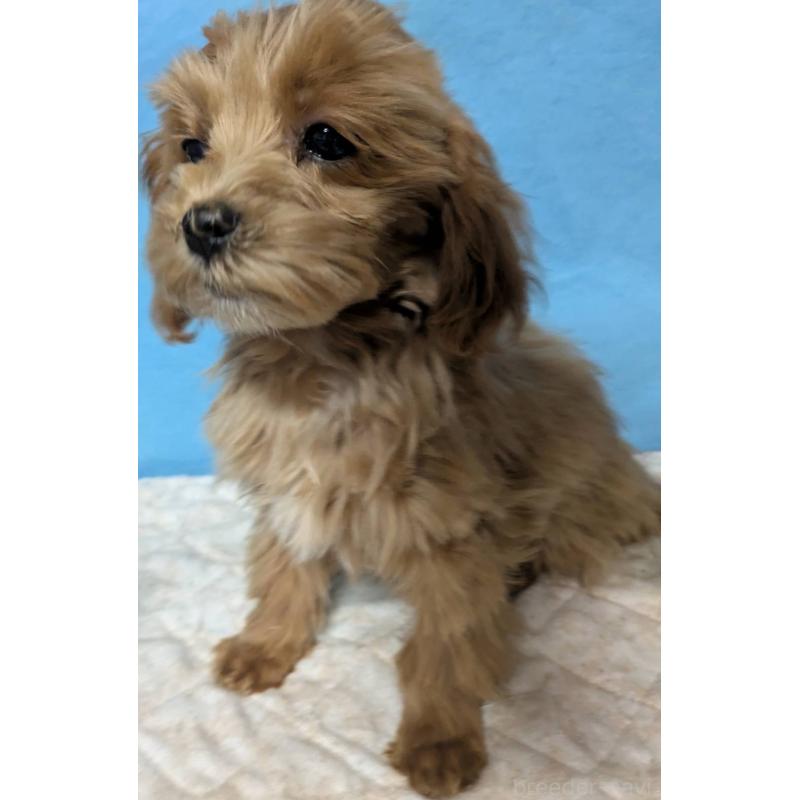 販売中の埼玉県のマルプー:マルチーズ×トイプードル-426890の6枚目