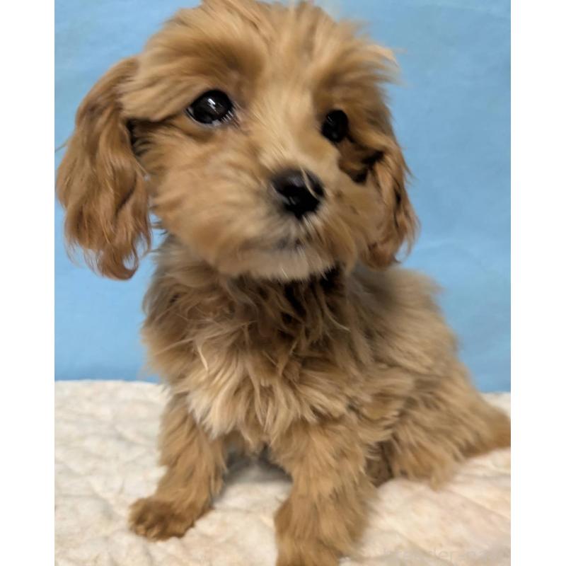 販売中の埼玉県のマルプー:マルチーズ×トイプードル-426890の5枚目