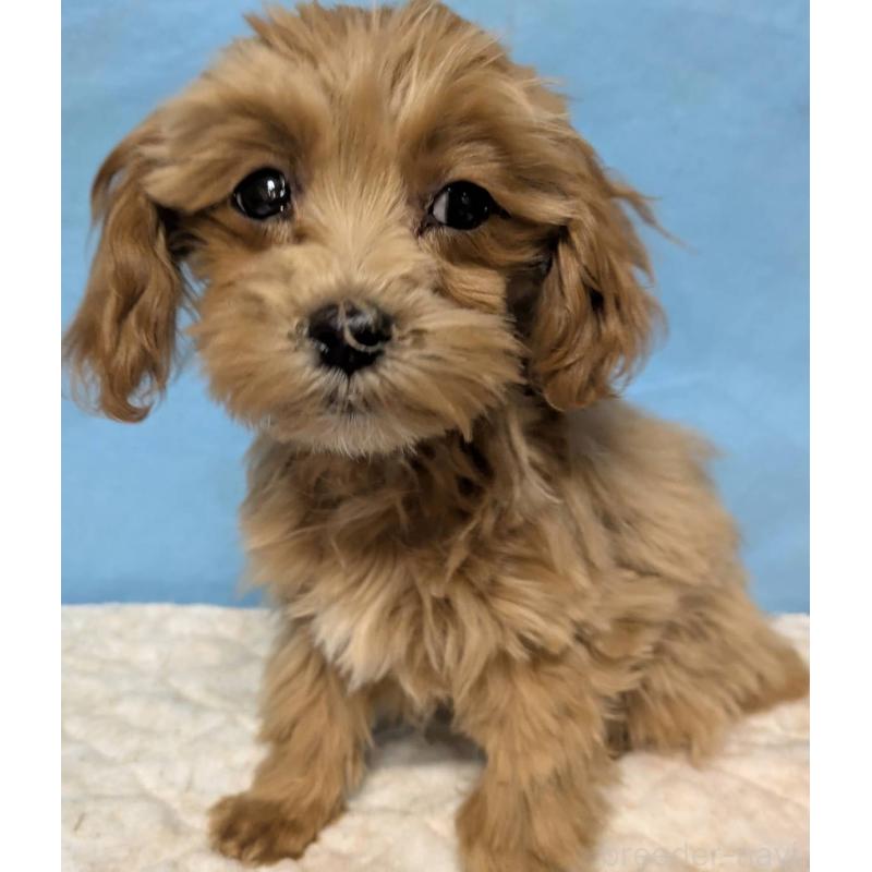 販売中の埼玉県のマルプー:マルチーズ×トイプードル-426890の4枚目