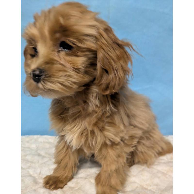 販売中の埼玉県のマルプー:マルチーズ×トイプードル-426890の3枚目