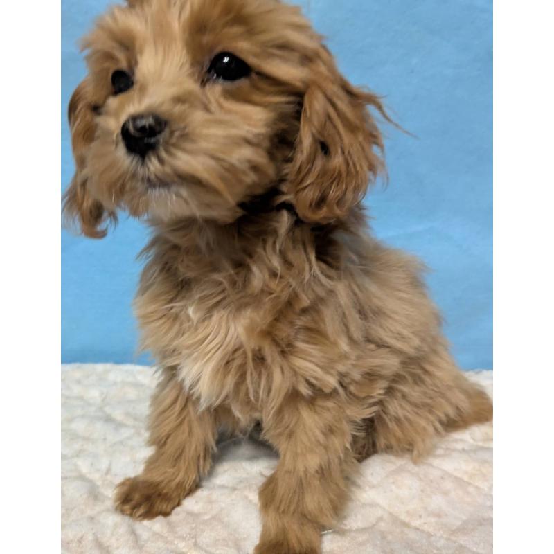 販売中の埼玉県のマルプー:マルチーズ×トイプードル-426890の2枚目