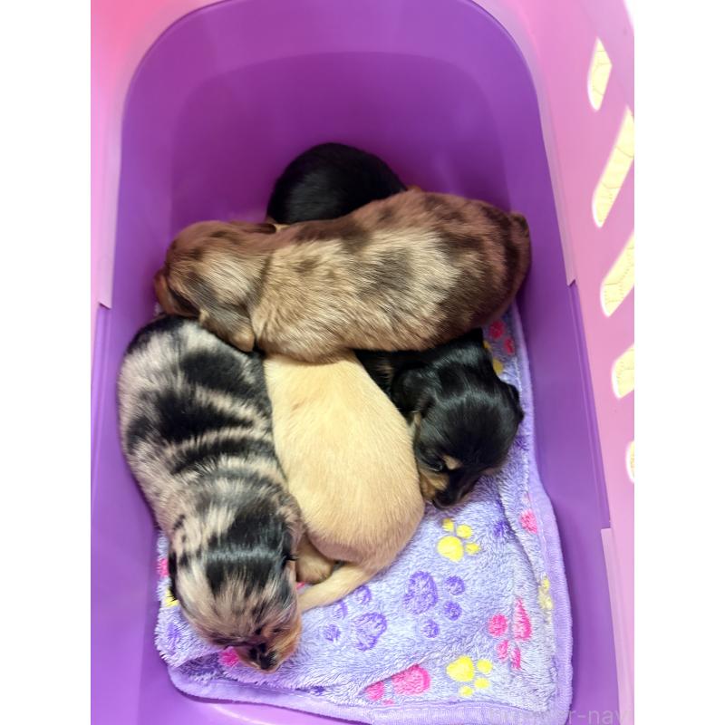 販売中の千葉県のミニチュアダックスフンド(ロングヘアード)-446515