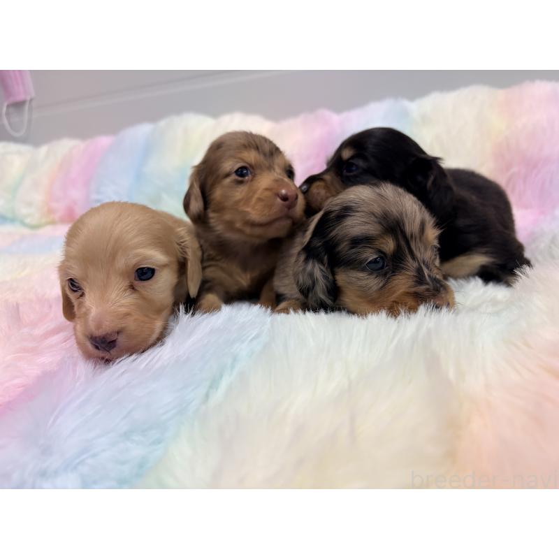 販売中の千葉県のミニチュアダックスフンド(ロングヘアード)-446515の7枚目