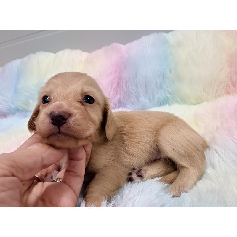 販売中の千葉県のミニチュアダックスフンド(ロングヘアード)-446515の6枚目